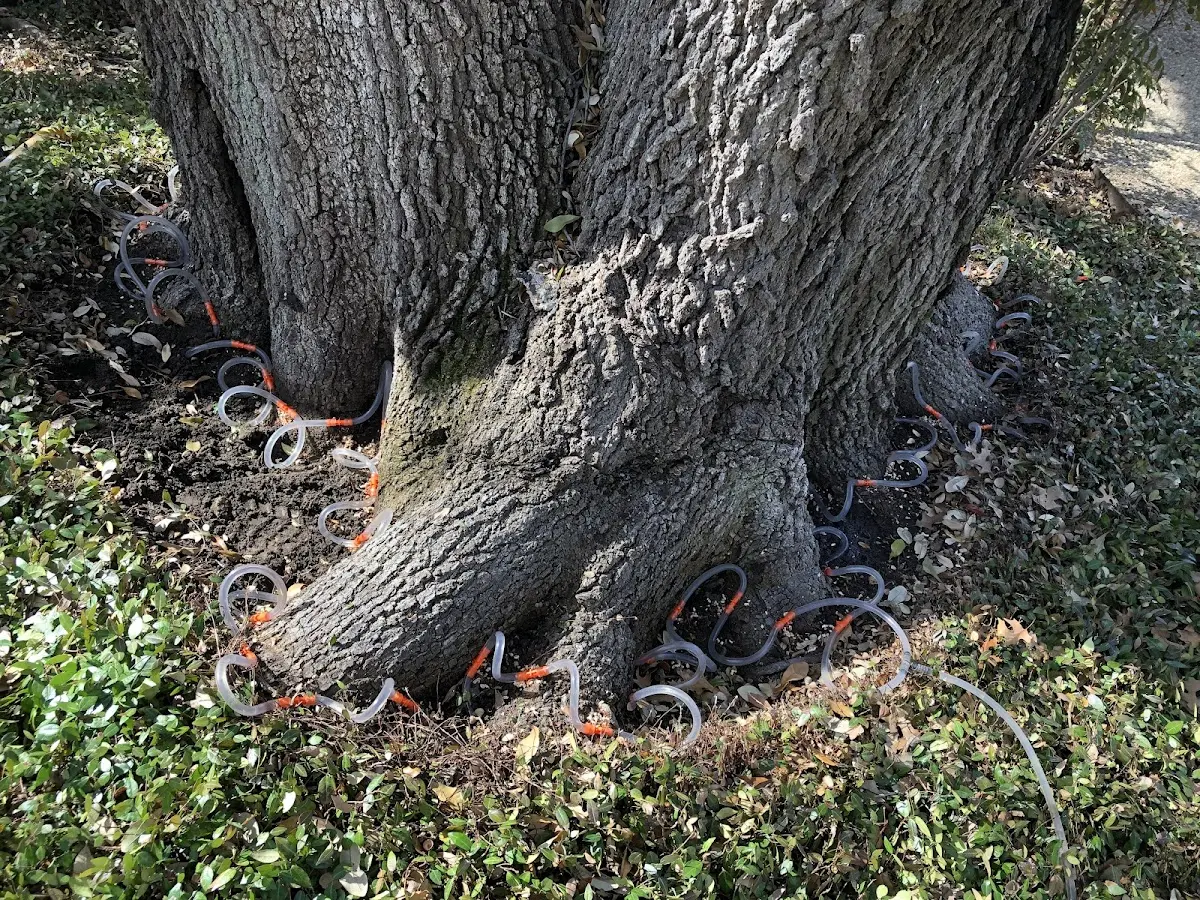 Detailed Tree Cabling and Bracing job site in Walled Lake