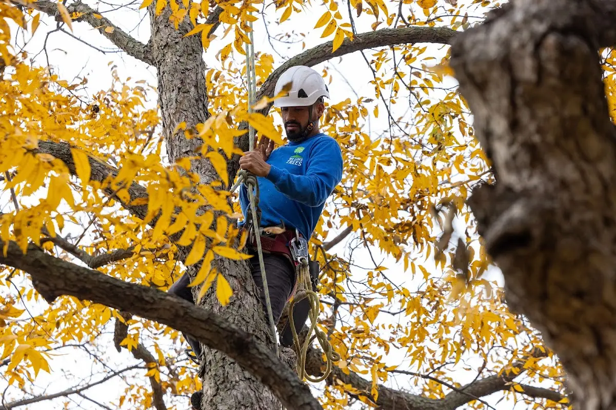 Skilled Tree Pruning crew working in Walled Lake